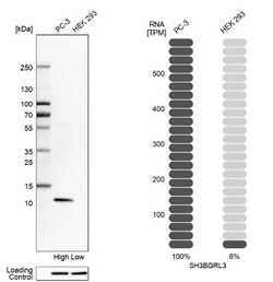 SH3BGRL3 Antibody, Novus Biologicals:Antibodies:Primary Antibodies